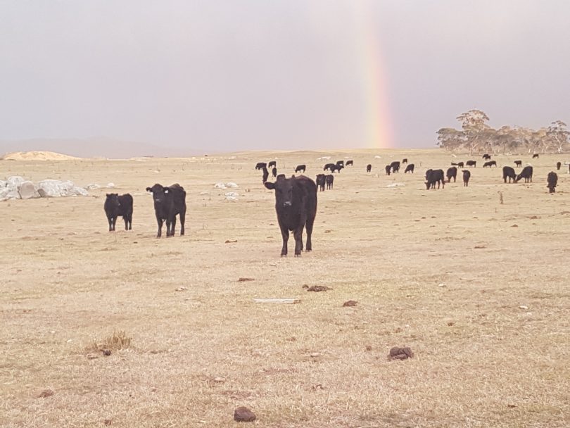 cattle on drought-affected farm