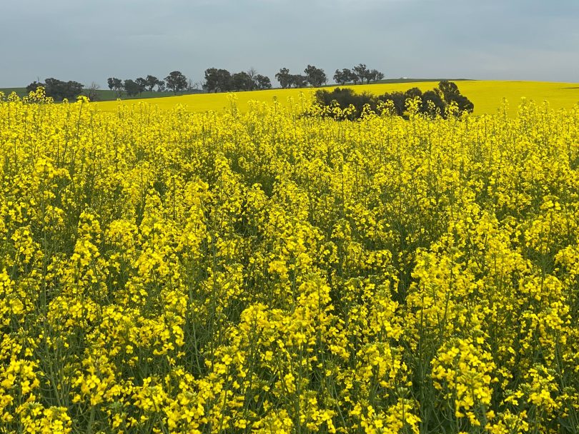 Canola fields
