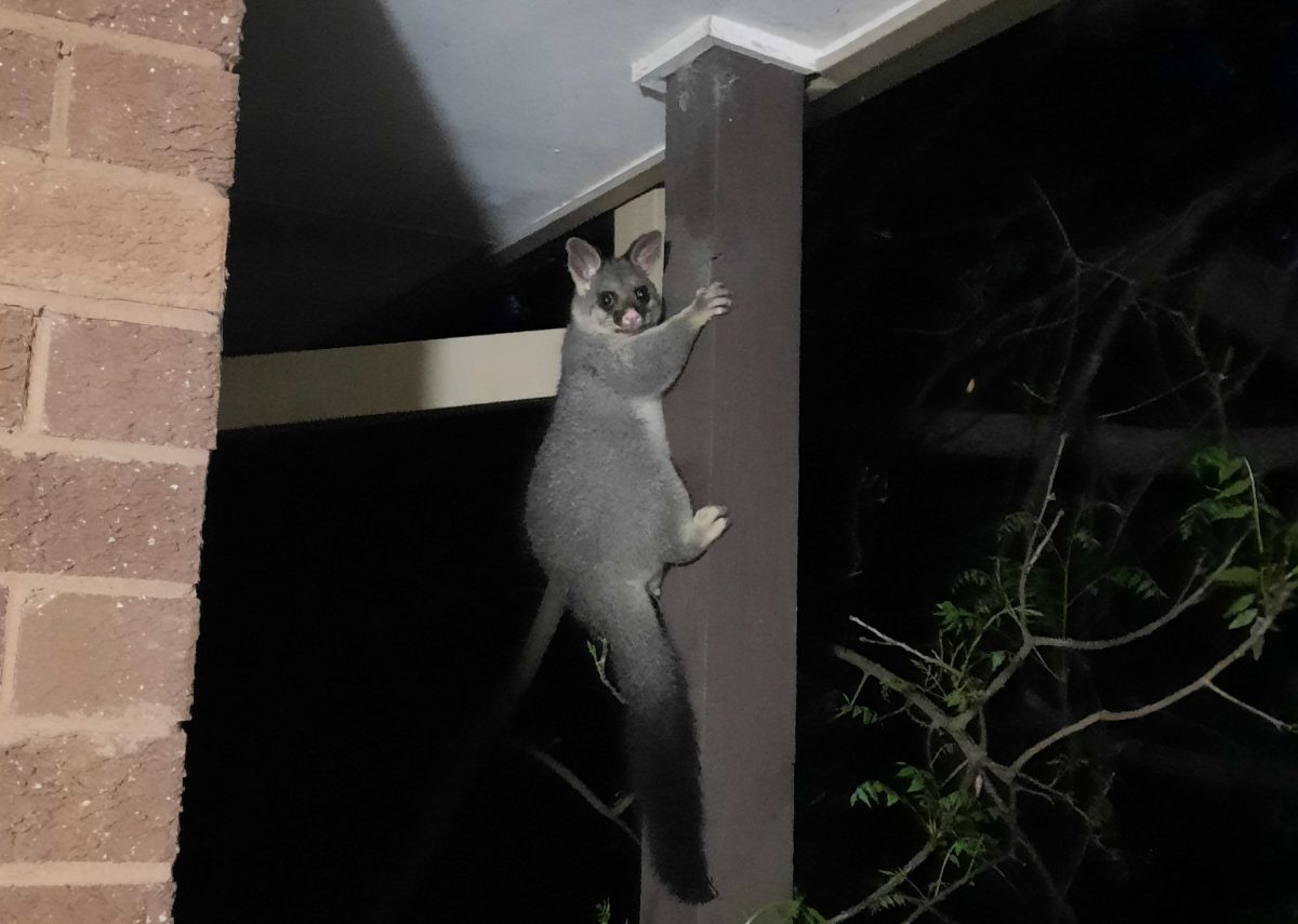 possum outside a house