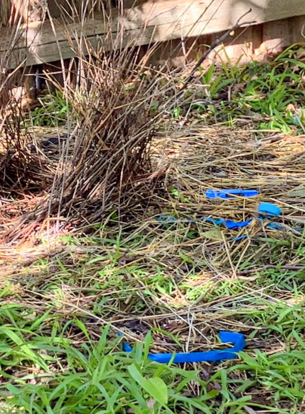 a tower of twigs and grass surrounded by blue scraps