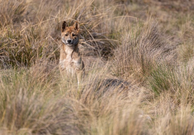 dingo pup in nagtive grasses looking at camera