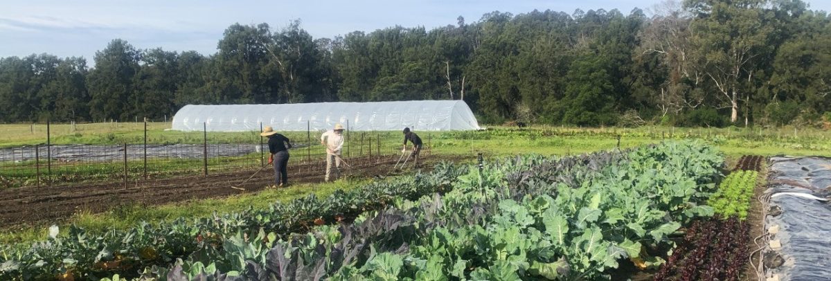 Productive growing space at Stepping Stone Farm.