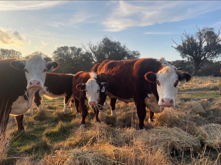 Cows in a paddock