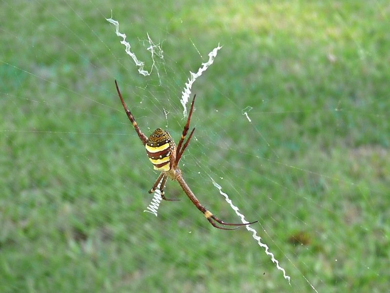 St Andrews Cross Spider on its UV-reflective web.