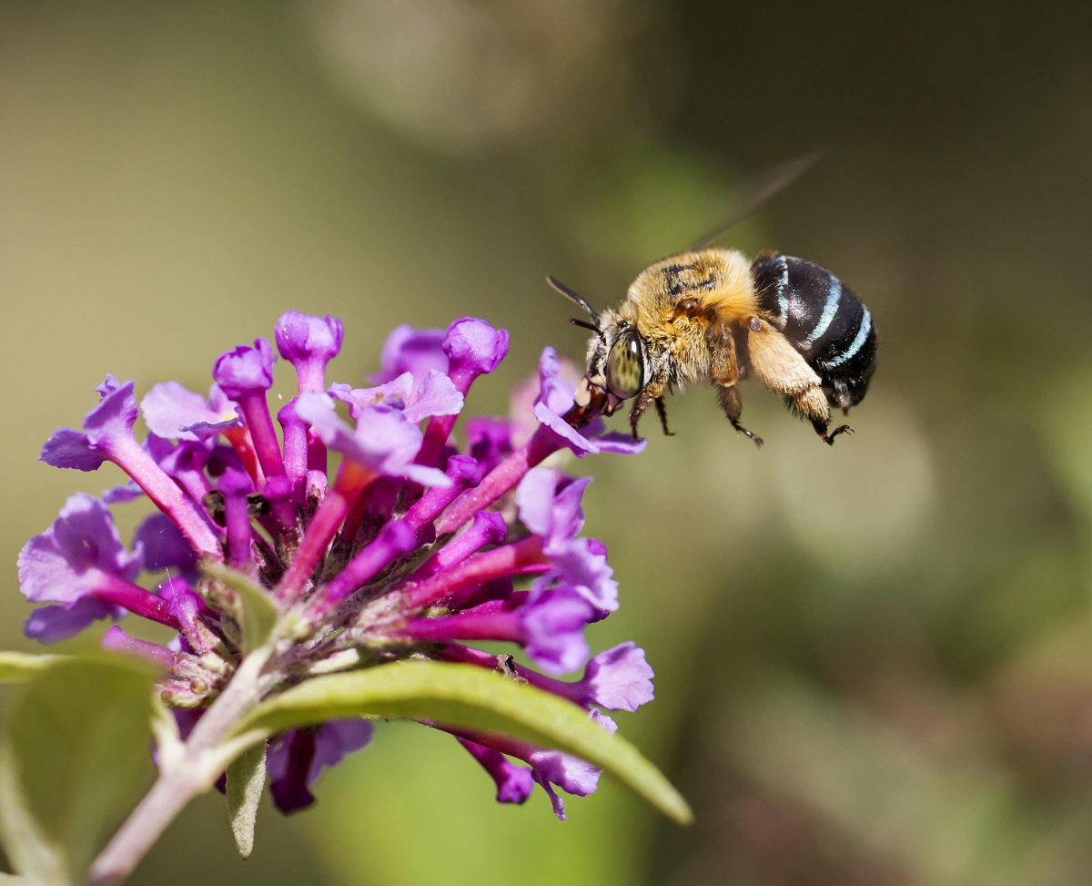 female Blue-banded Bee on Buddleya