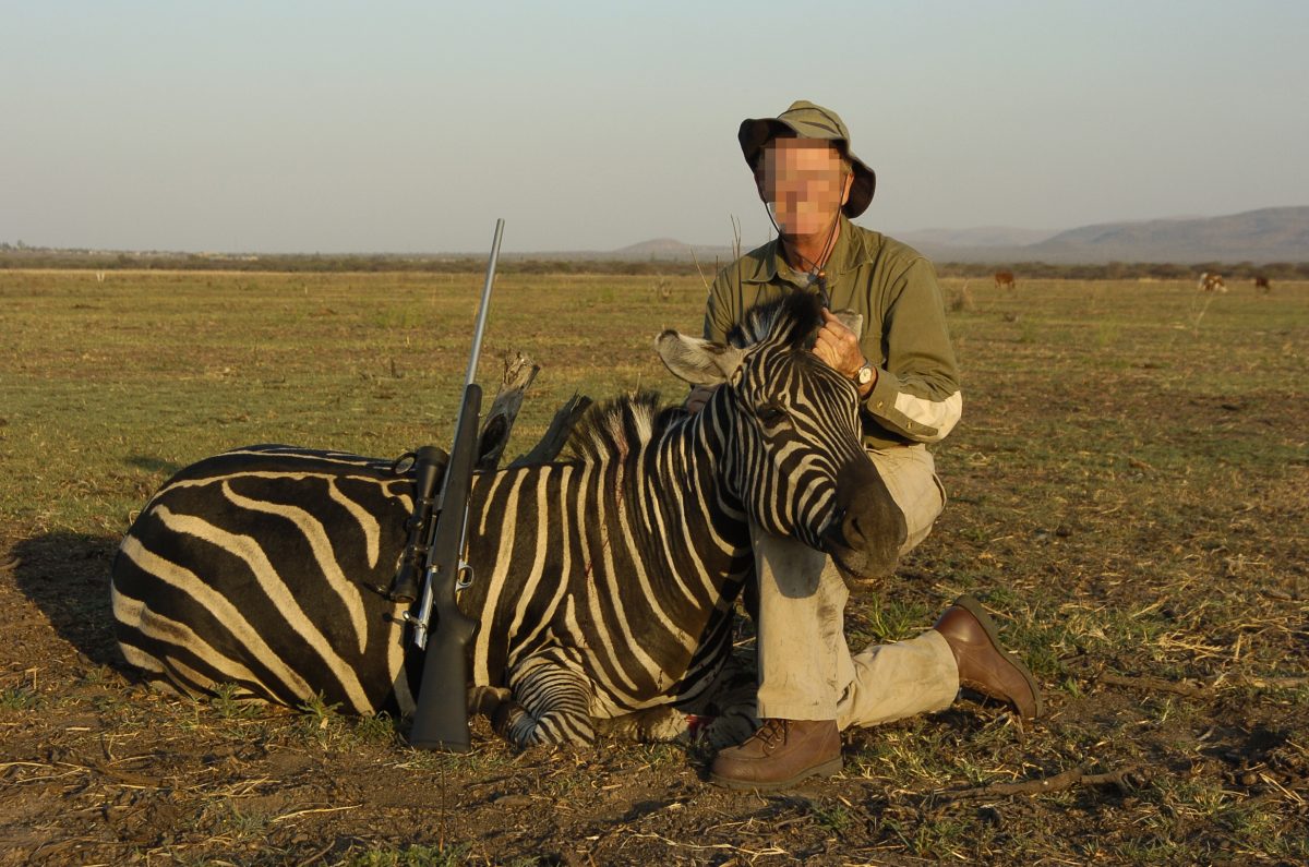 A hunter poses with a zebra he has shot.