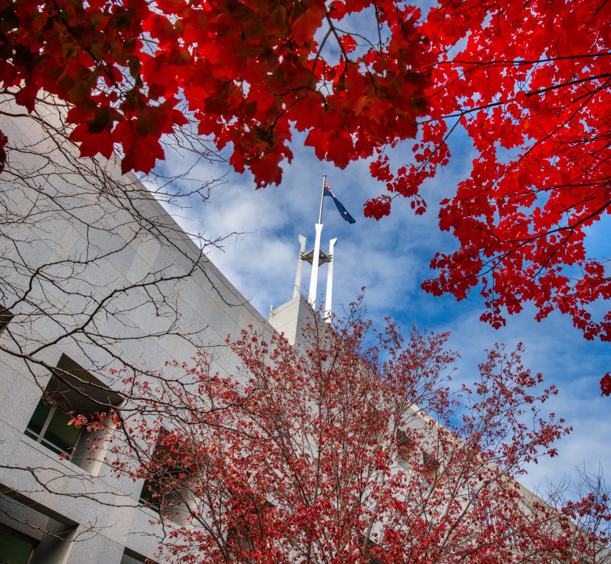 autumn leaves at parliament house