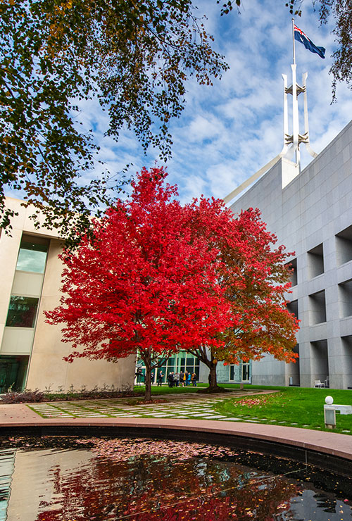 flame-red tree in a courtyard