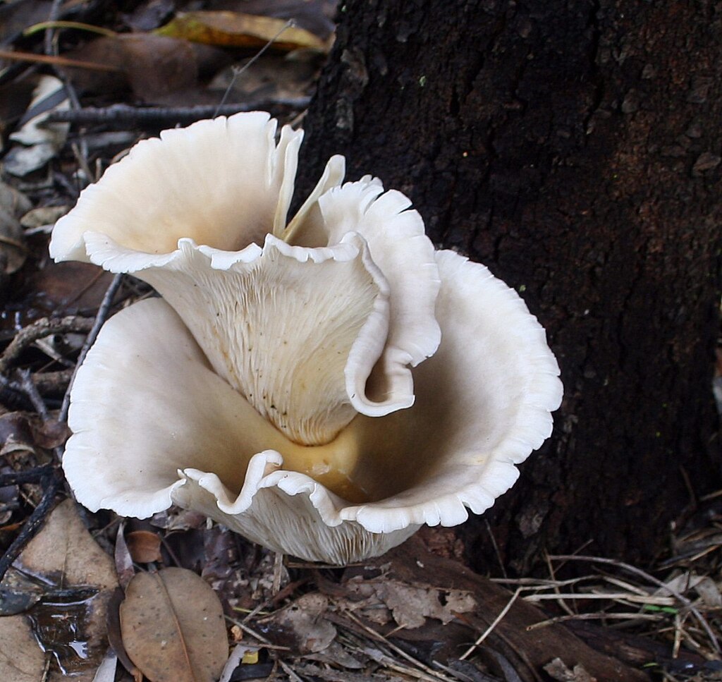 Ghost mushroom