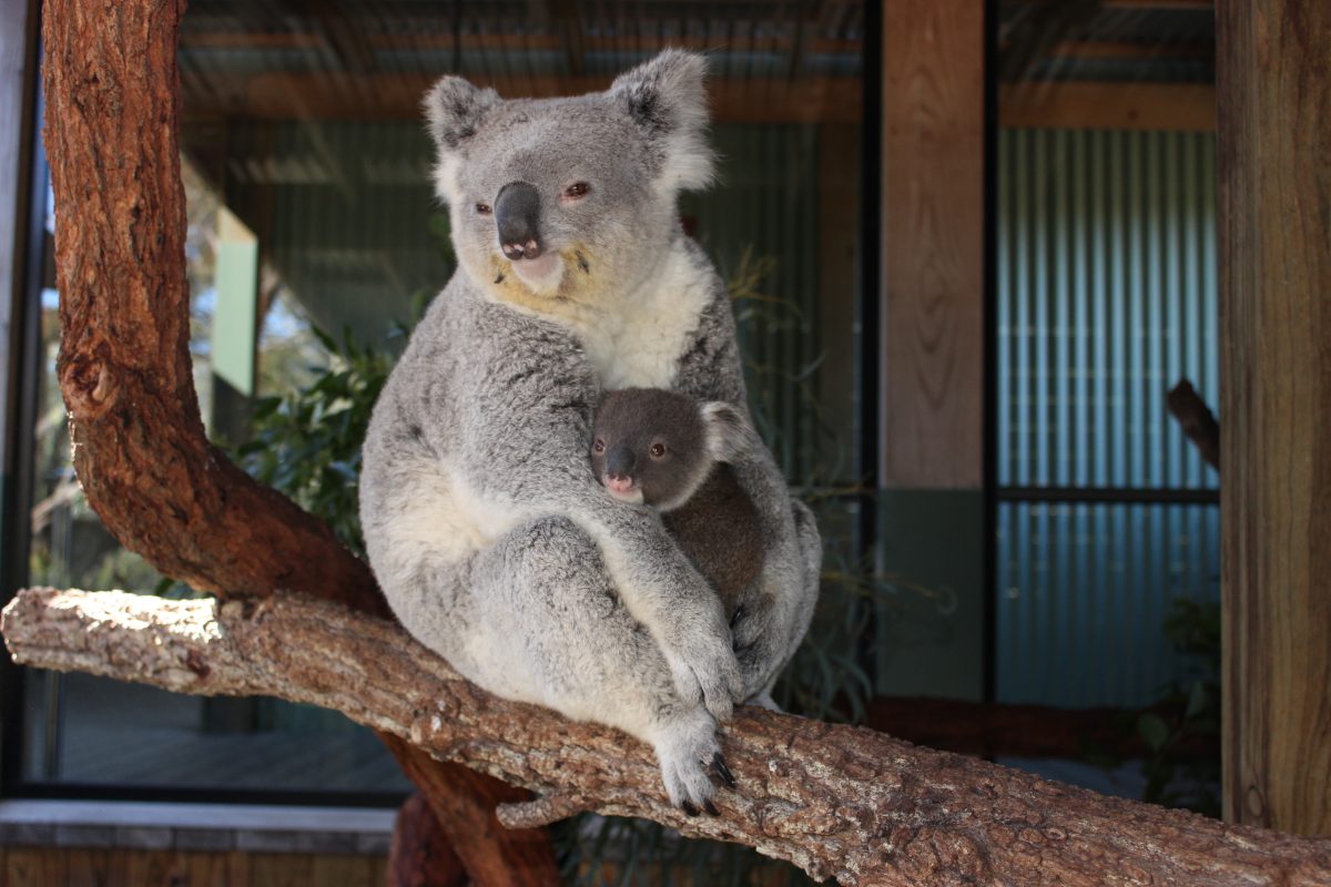 Imogen the Koala and her joey.