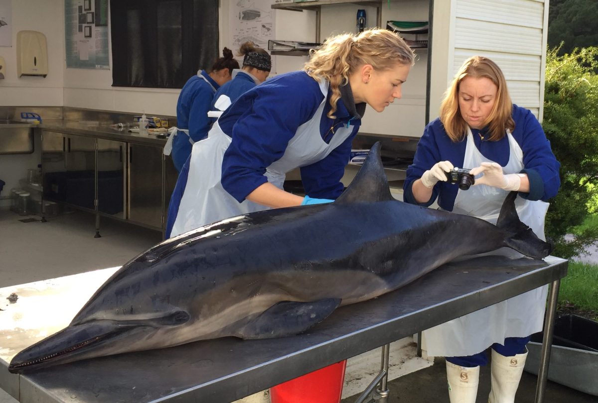 Academics examine a dolphin