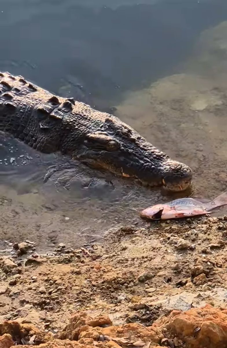 Croc being fed on the Annan River