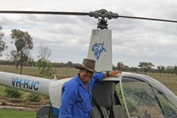 Heli-mustering at Shandonvale