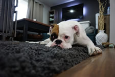 Pet sounds: Are smart IT homes torturing our pets?