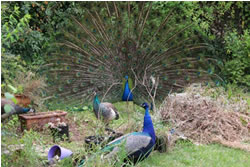 Peafowl management plan takes off