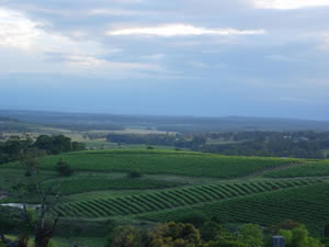 Another classic from Tyrrells