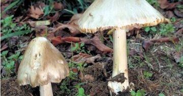 Deadly mushrooms cook up health warning