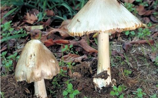 Deadly mushrooms cook up health warning