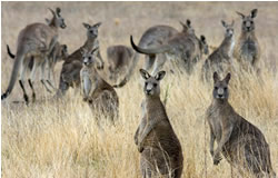 Reserves tied down for kangaroo cull