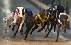 New greyhound code gets a run