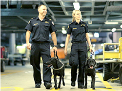 Border Force sniffs out homes for pups