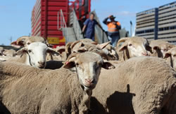 Live sheep exports enjoy shear good luck