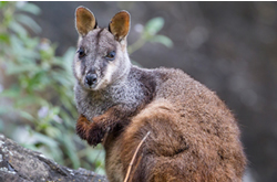 Tidbinbilla to brush with rare wallaby