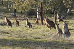 Reserves unreserved as kangaroo cull ends