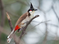 Public called to swoop on unwanted bird