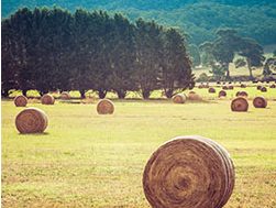 Farmers to reap RIC rewards from loans