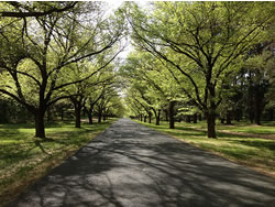 Tree experts invited to log on to panel