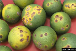 ACT shakes off NT’s citrus fruits