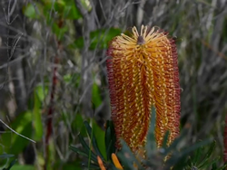 Parks banking on banksia project