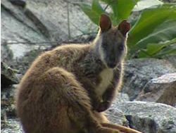 Rock-wallaby leaps to top of emblem poll