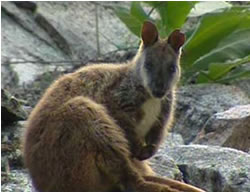 Rock-wallaby leaps to top of emblem poll