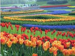 Floriade 2018 to have roots in the past