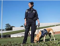 AFP dog trials not to be sniffed at