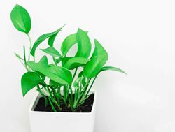 Planting ideas: Will indoor plants save us from our smart houses?