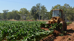 Tobacco police stub out illegal crop