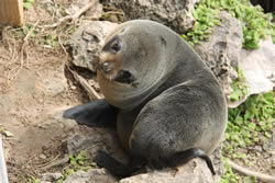 Kangaroo Island’s scintillating natural beauty