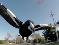 Directorate swoops on magpies with warning