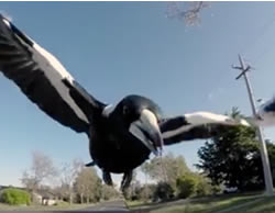 Directorate swoops on magpies with warning