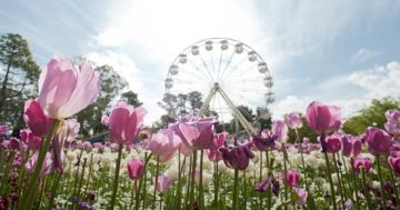 Canberra’s iconic Floriade and special Spring into the Yass Valley events