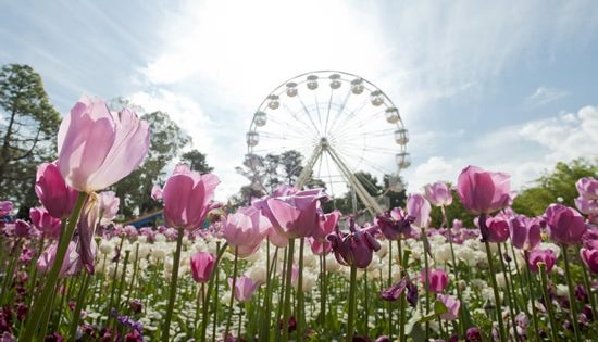 Canberra’s iconic Floriade and special Spring into the Yass Valley events