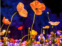 Floriade to shine at night