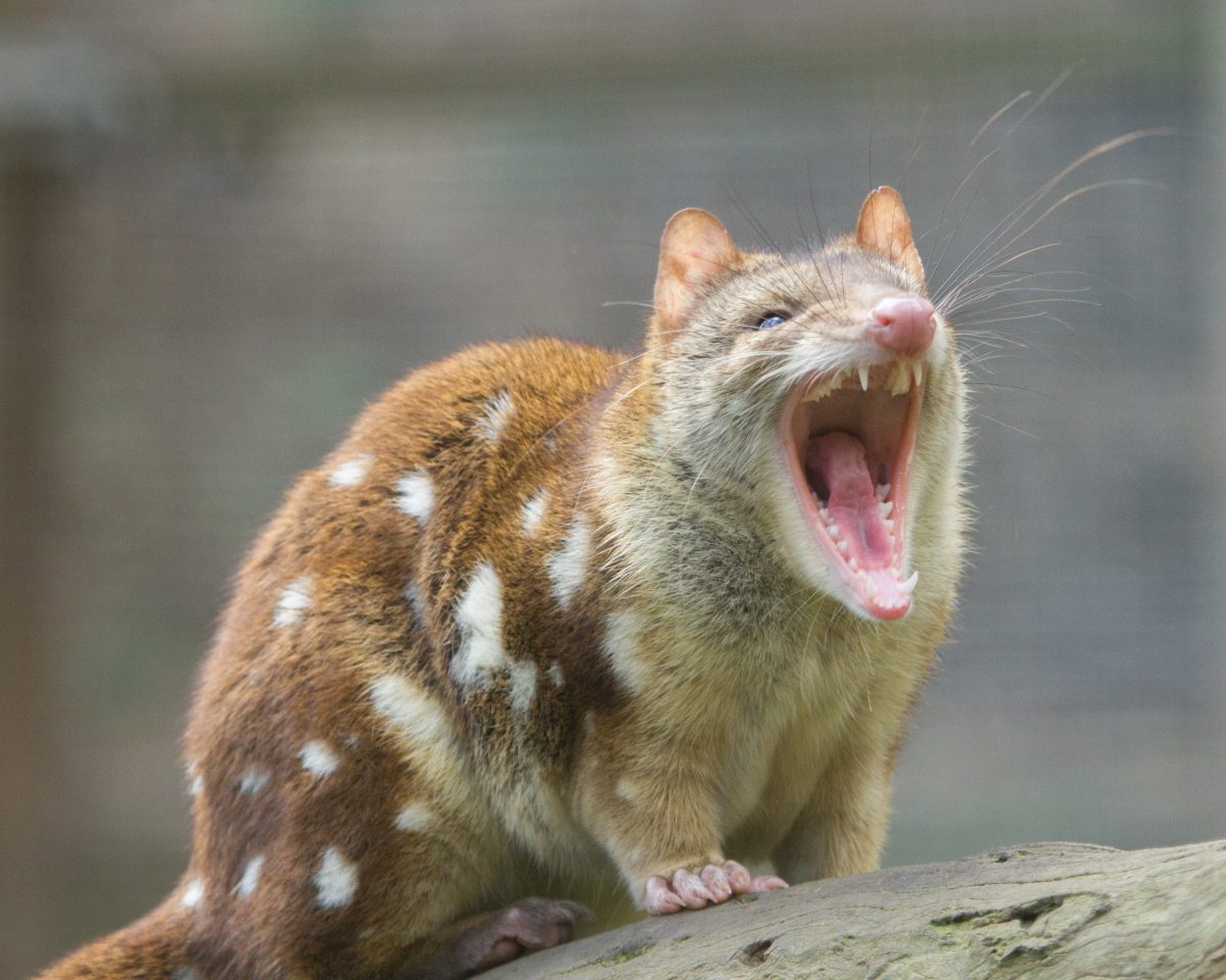Close up view of a spotted-tail quoll showing off its sharp teeth.