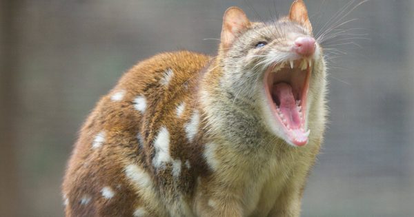 Spotted-tail quoll found in SA's south east for first time in 130 years