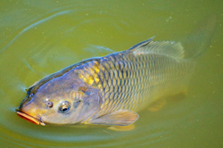 Call to spy on carps’ breeding grounds