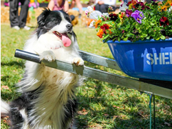 Dogs to have their day at Floriade