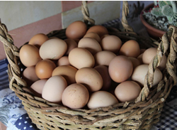 Shelling out: Why you should never invest all your eggs in one basket